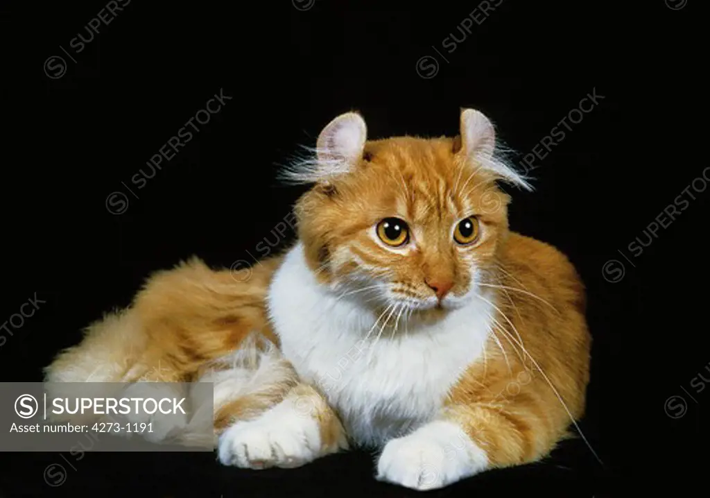 American Curl, Adult Against Black Background