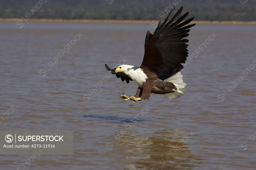 African Fish Eagle, Haliaeetus Vocifer, Adult In Flight, Fishing, Baringo Lake In Kenya