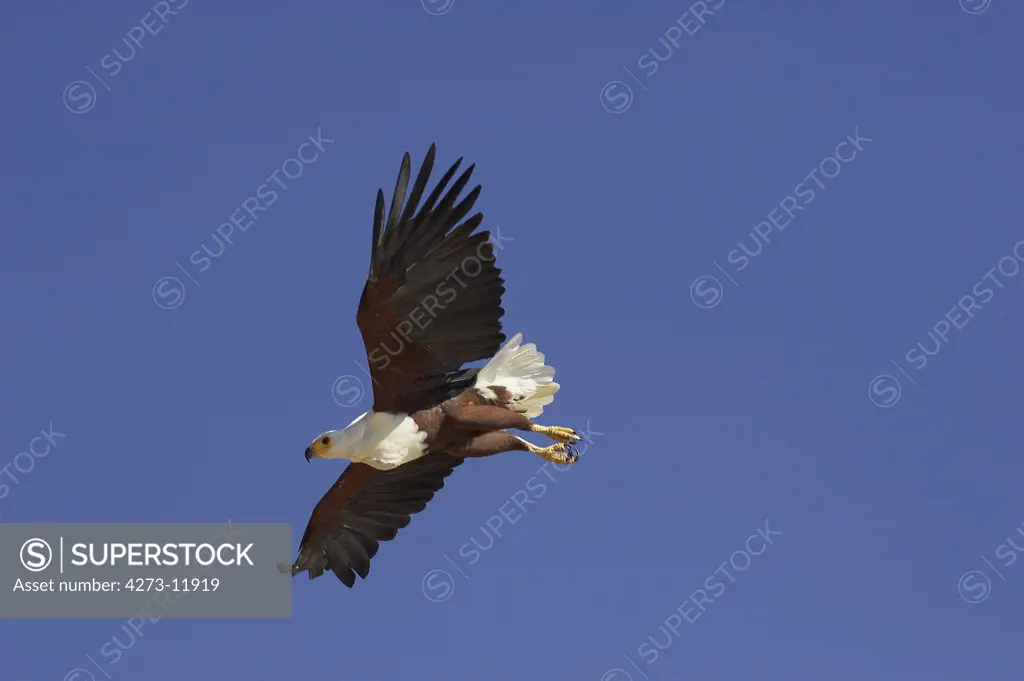 African Fish Eagle, Haliaeetus Vocifer, Adult In Flight, Baringo Lake In Kenya