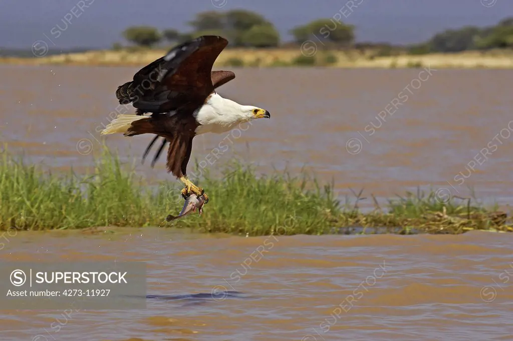 African Fish-Eagle Haliaeetus Vocifer, Adult In Flight With Fish In Claws, Baringo Lake In Kenya