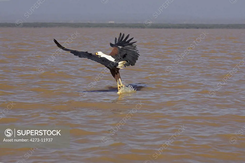 African Fish-Eagle Haliaeetus Vocifer, Adult In Flight, Fishing With Fish In Its Claws, Baringo Lake In Kenya
