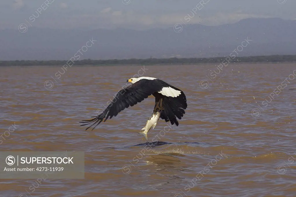 African Fish-Eagle Haliaeetus Vocifer, Adult In Flight With Fish In Claws, Baringo Lake In Kenya