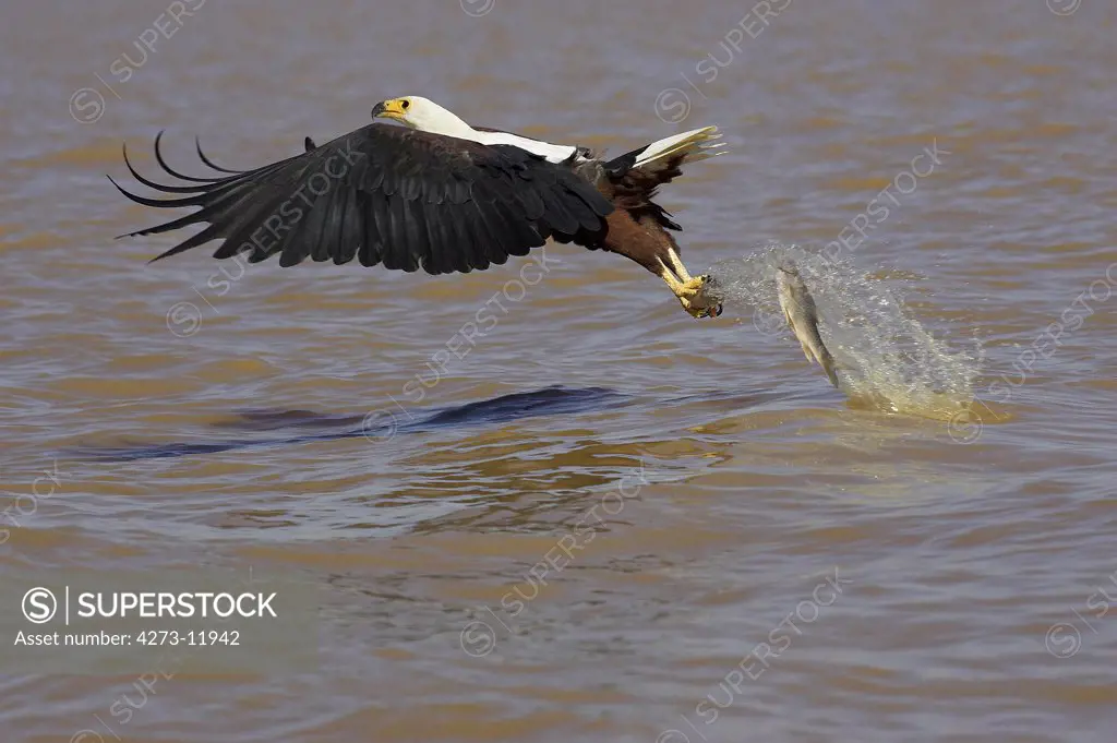 African Fish-Eagle Haliaeetus Vocifer, Adult In Flight Loosing Fish, Baringo Lake In Kenya
