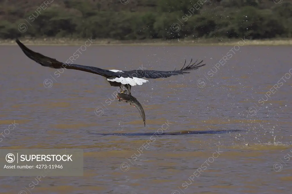 African Fish-Eagle Haliaeetus Vocifer, Adult In Flight, Fishing With Fish In Its Claws, Baringo Lake In Kenya