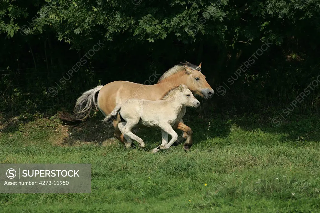 Norwegian Fjord Horse, Mare With Foal Galloping Through Meadow