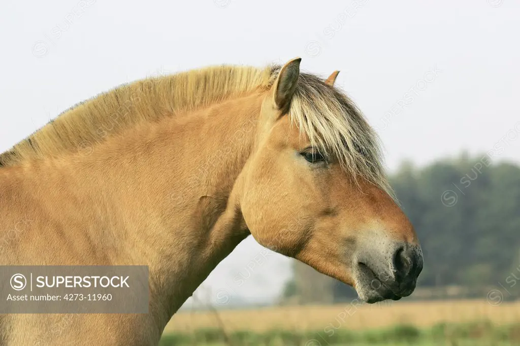 Norwegian Fjord Horse, Portrait Of Stallion