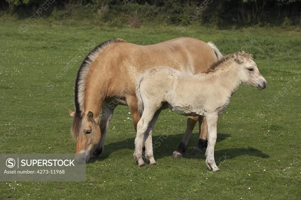 Norwegian Fjord Horse, Mare With Foal Standing On Grass