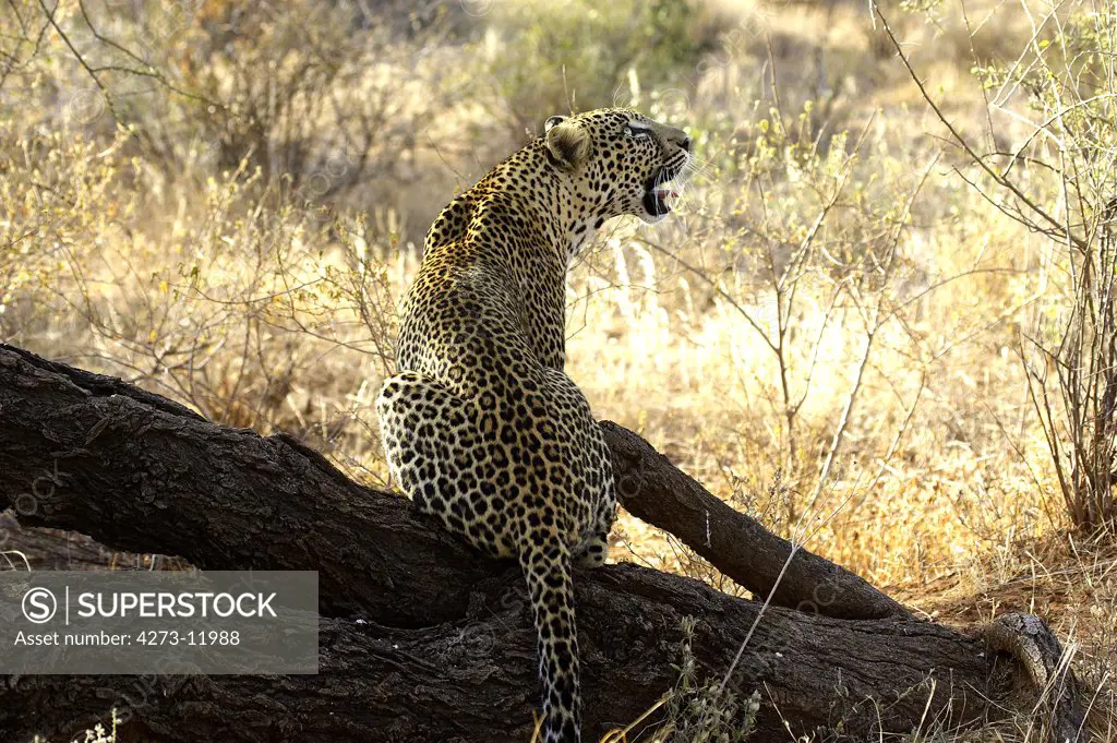 Leopard, Panthera Pardus, Adult Sitting On Tree Trunk, Masai Mara Park In Kenya