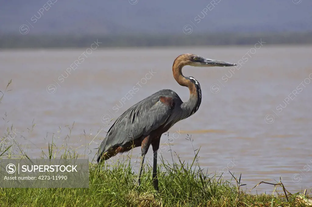 Goliath Heron, Ardea Goliath, Adult Standing Near Water, Baringo Lake In Kenya