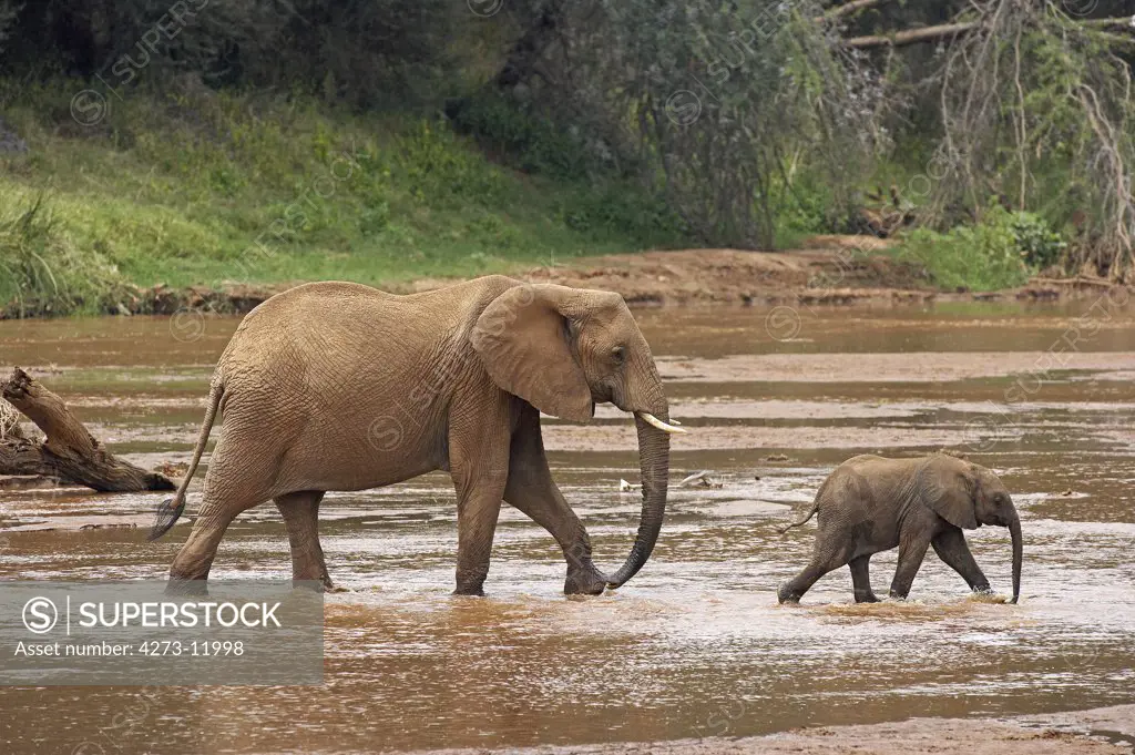 African Elephant Loxodonta Africana, Mother With Young Crossing River, Masai Mara Park In Kenya