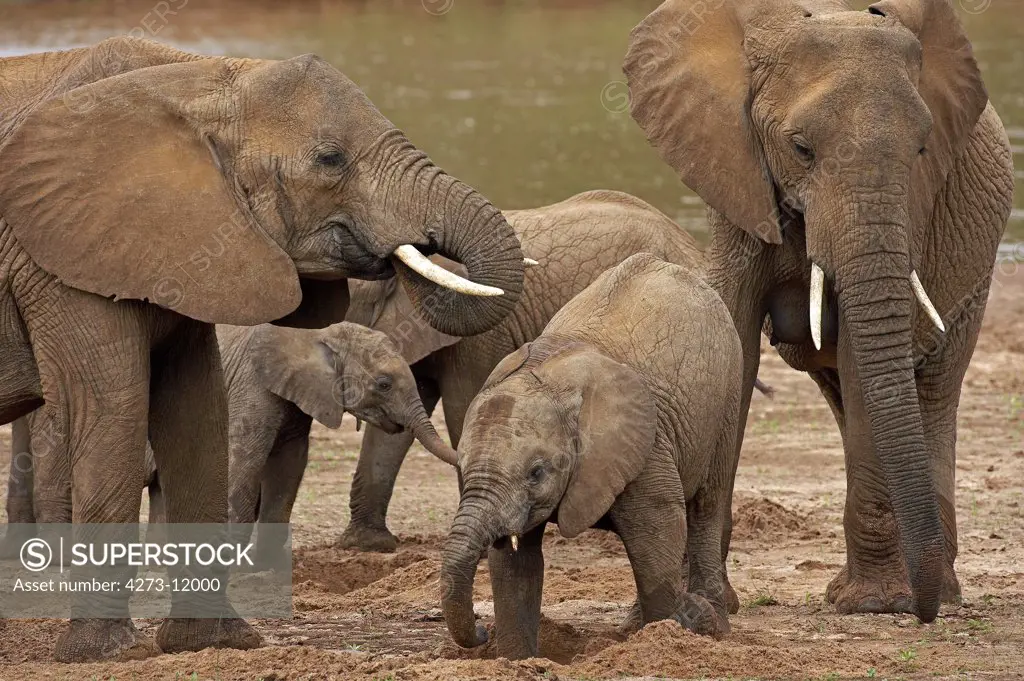 African Elephant, Loxodonta Africana, Herd Standing Near River, Samburu Park In Kenya