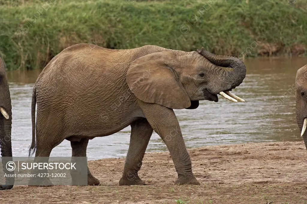 African Elephant Loxodonta Africana, Masai Mara Park In Kenya