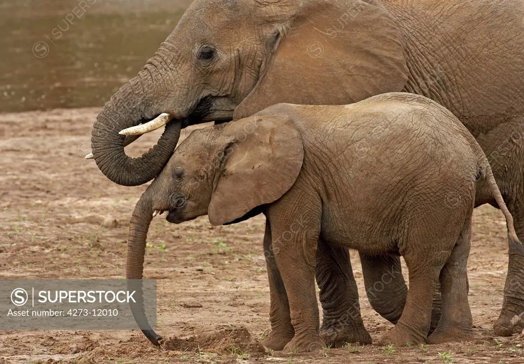 African Elephant Loxodonta Africana, Mother With Young, Masai Mara Park In Kenya