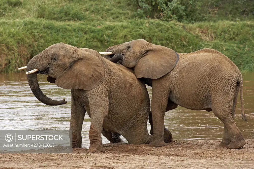 African Elephant, Loxodonta Africana, Youngs Playing Near River, Samburu Park In Kenya