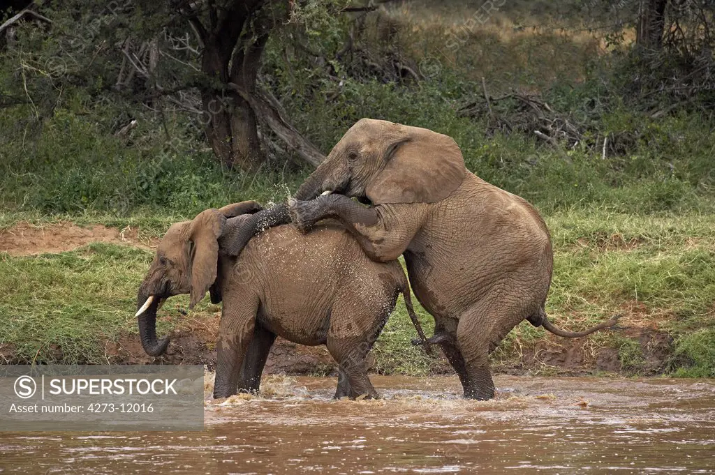 African Elephant, Loxodonta Africana, Pair Mating In River, Samburu Park In Kenya