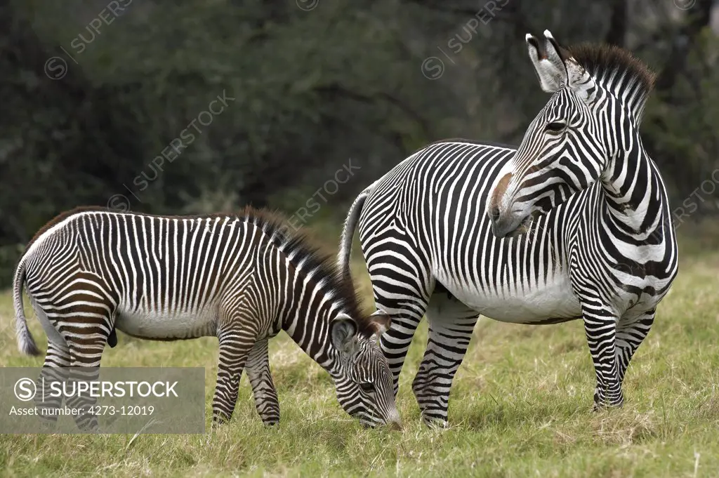 Grant'S Zebra, Equus Burchelli Boehmi, Female With Foal, Masai Mara Park In Kenya