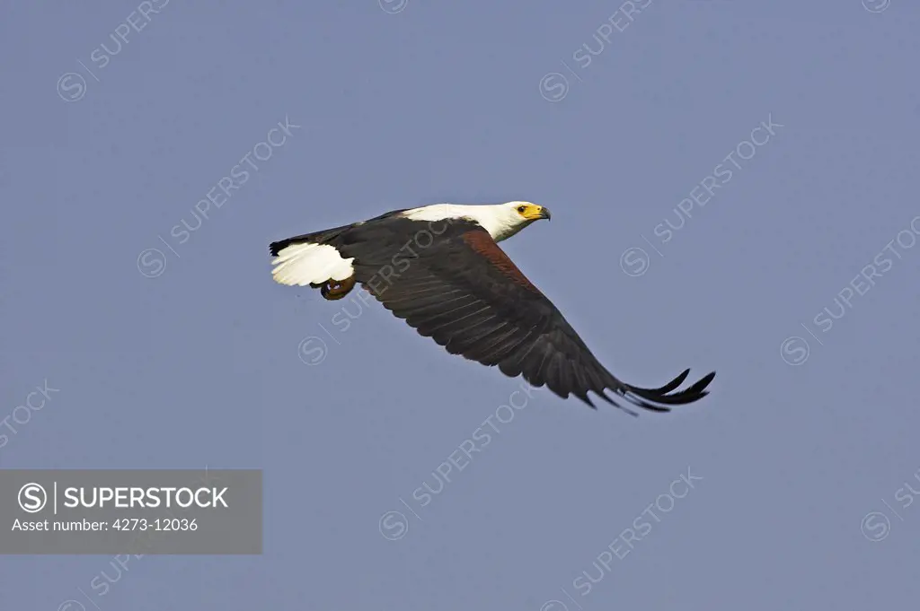 African Fish Eagle, Haliaeetus Vocifer, Adult In Flight, Baringo Lake In Kenya