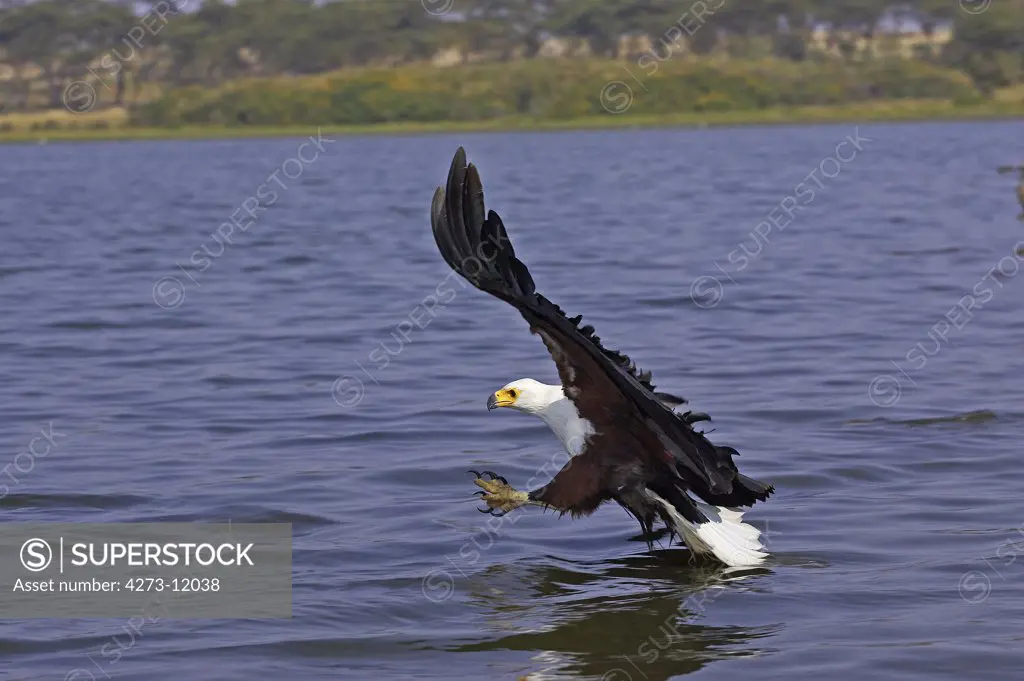 African Fish Eagle, Haliaeetus Vocifer, Adult In Flight, Fishing, Baringo Lake In Kenya