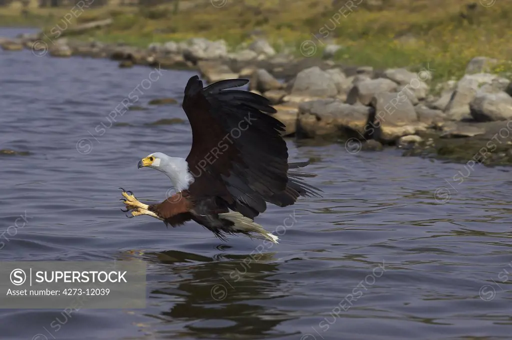 African Fish-Eagle Haliaeetus Vocifer, Adult In Flight Fishing, Baringo Lake In Kenya