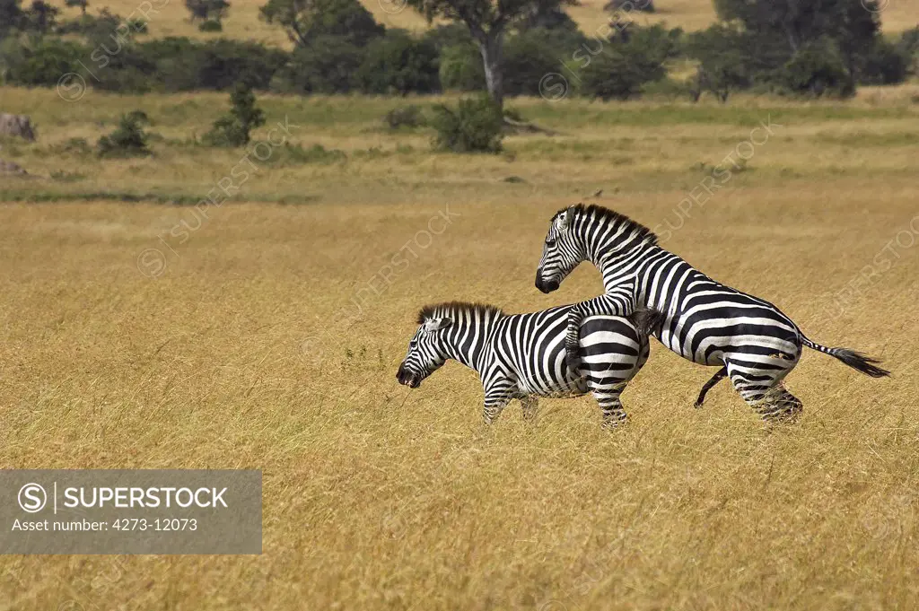 Burchell'S Zebra, Equus Burchelli, Pair Mating, Masai Mara Park In Kenya