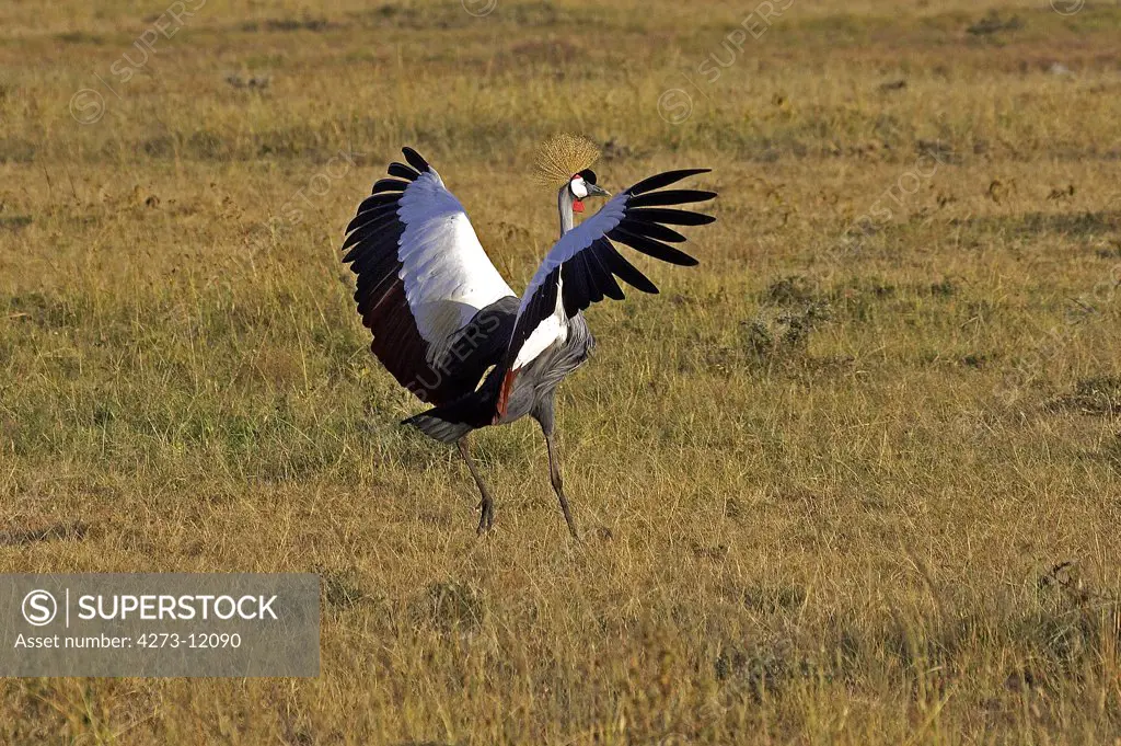 Grey Crowned Crane, Balearica Regulorum, Adult Landing, Nakuru Park In Kenya