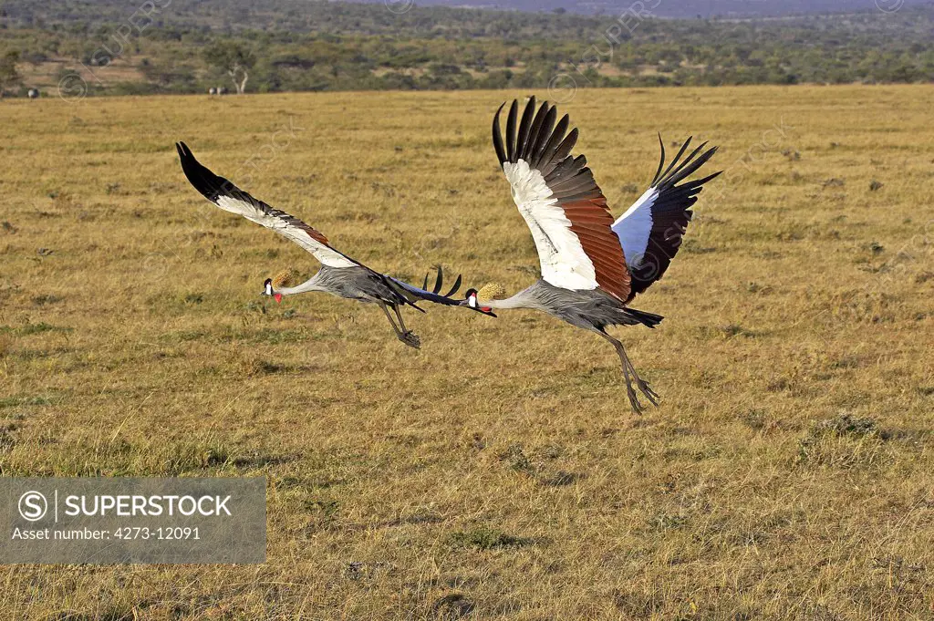 Grey Crowned Crane, Balearica Regulorum, Pair In Flight, Nakuru Park In Kenya
