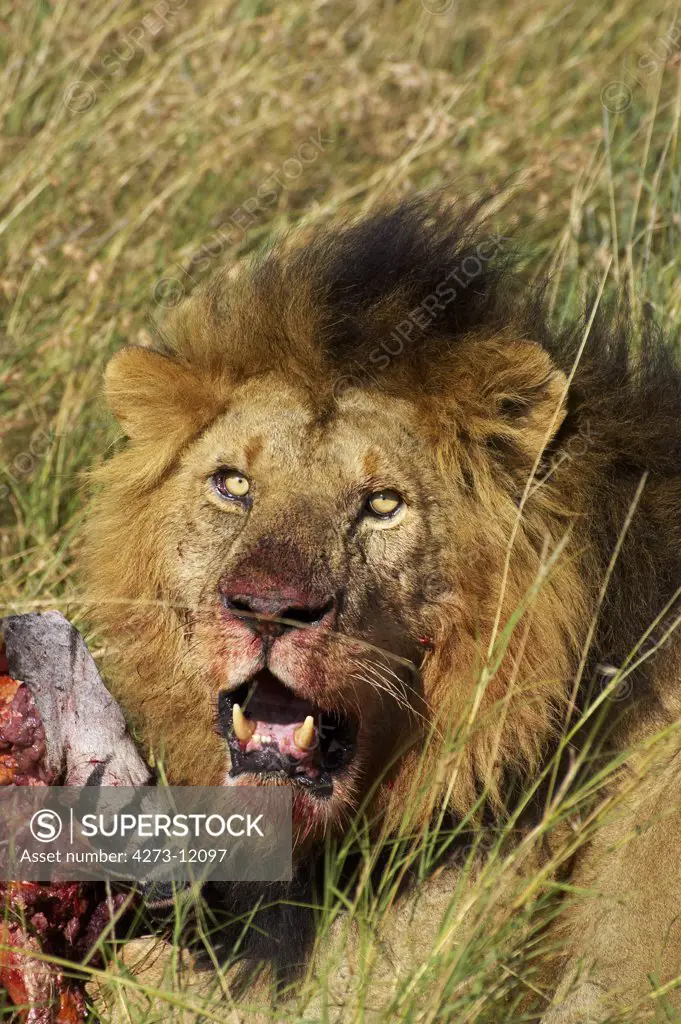 African Lion, Panthera Leo, Male Eating A Zebra Kill, Masai Mara Park In Kenya