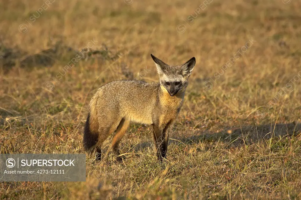 Bat Eared Fox, Otocyon Megalotis, Adult Standing On Dry Grass, Masai Mara Park
