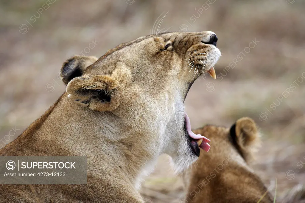 African Lion, Panthera Leo, Female Yawning, Masai Mara Park In Kenya
