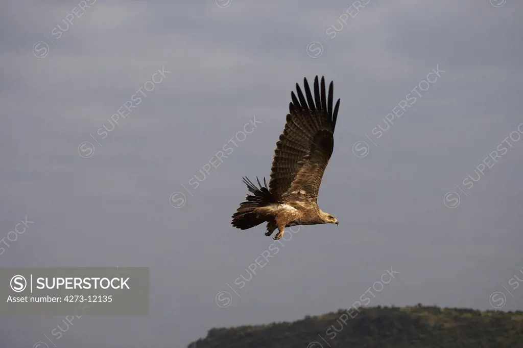 Tawny Eagle, Aquila Rapax, Adult In Flight, Masai Mara Park In Kenya