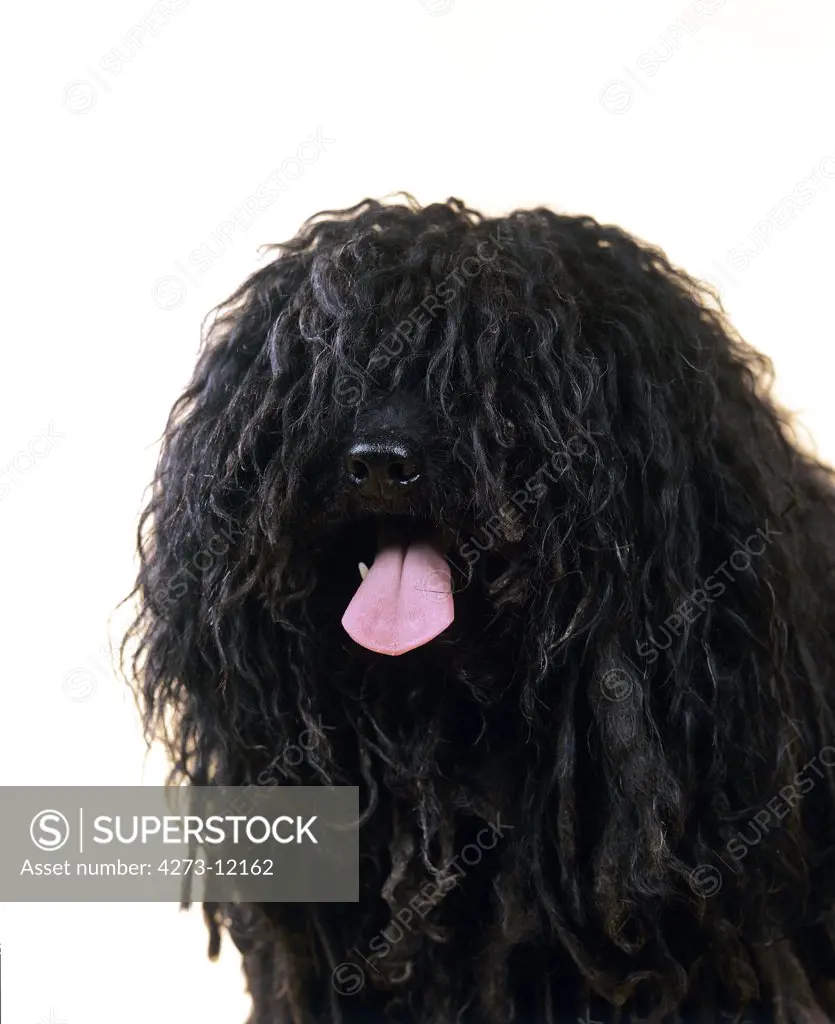 Hungarian Puli Dog, Portrait Of Adult Against White Background