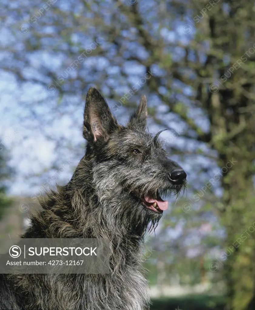 Picardy Shepherd Dog, Portrait Of Adult