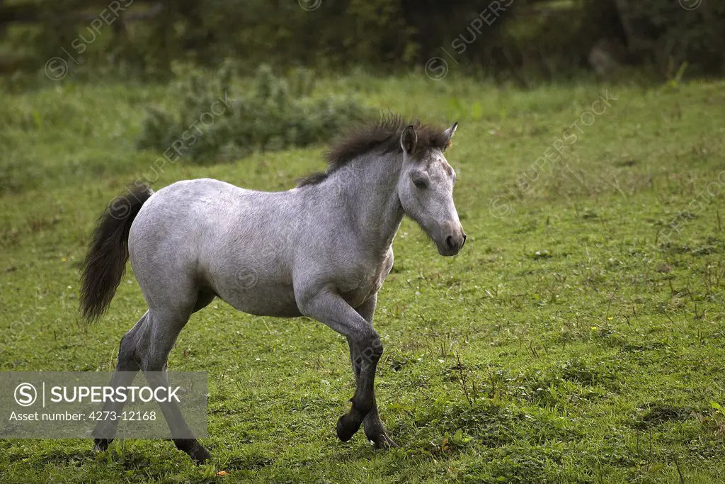 Connemara Pony, Foal Walking In Paddock