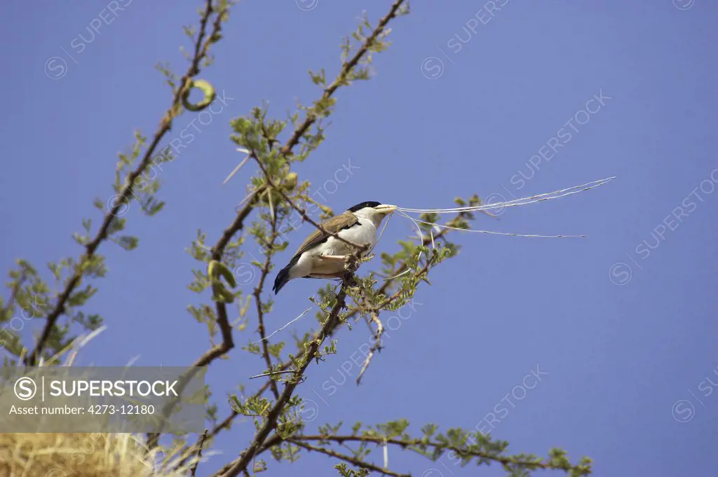 Sociable Weaver, Philetairus Socius, Adult With Grass In Beak, Building Nest, Kenya