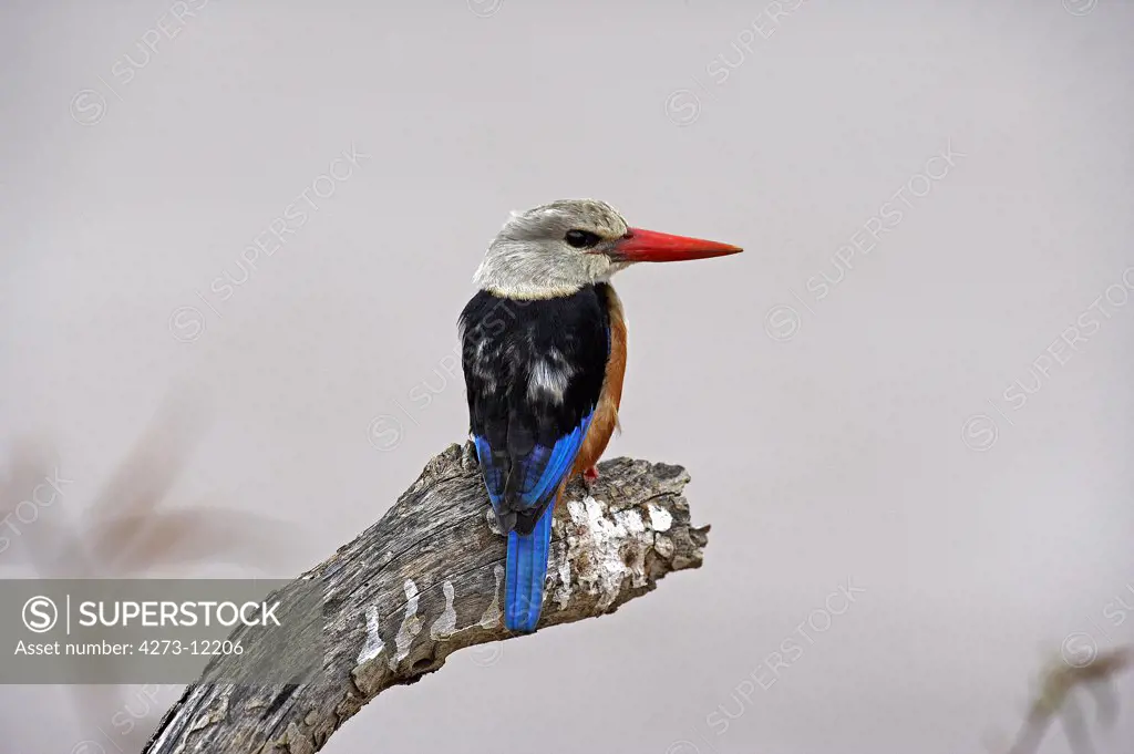 Grey Headed Kingfisher, Halcyon Leucocephala, Adult Standing On Branch, Naivasha Lake In Kenya