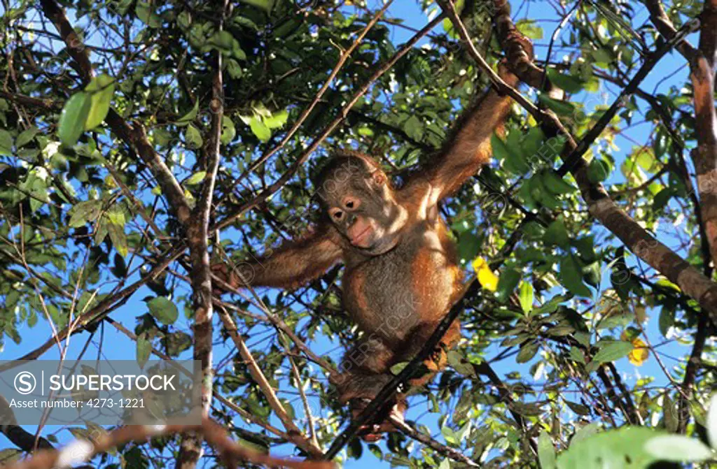 Orang Utan Pongo Pygmaeus, Young Playing In A Tree, Borneo