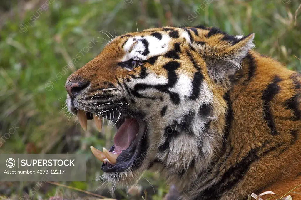 Siberian Tiger, Panthera Tigris Altaica, Adult Snarling