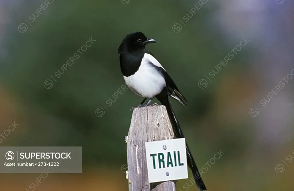 Black Billed Magpie Pica Pica Standing On Post In Scotland