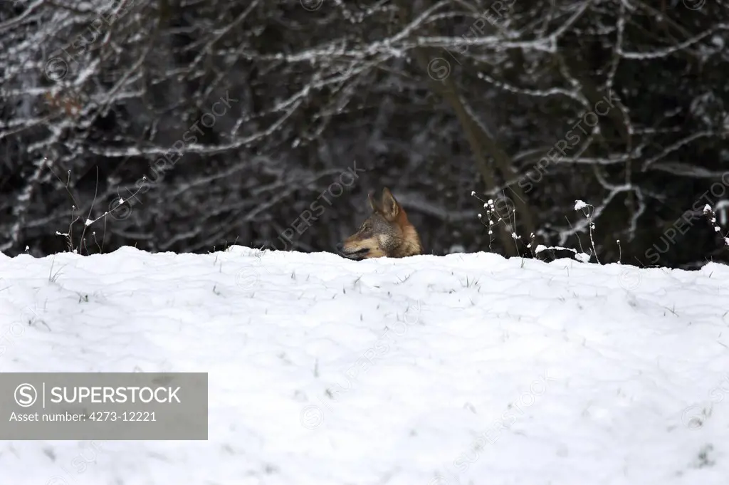 Iberian Wolf, Canis Lupus Signatus, Adult Camouflaged In Snow