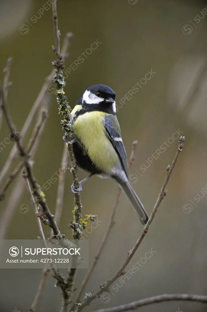Great Tit, Parus Major, Male Standing On Branch, Normandy