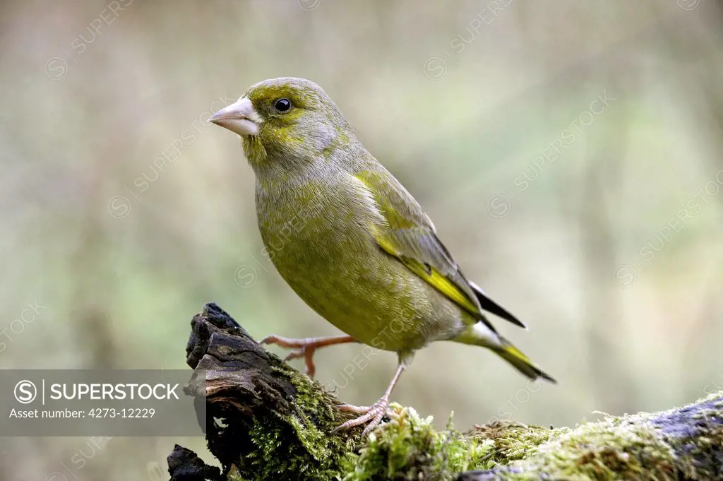 Greenfinch, Carduelis Chloris, Adult Standing On Branch, Normandy