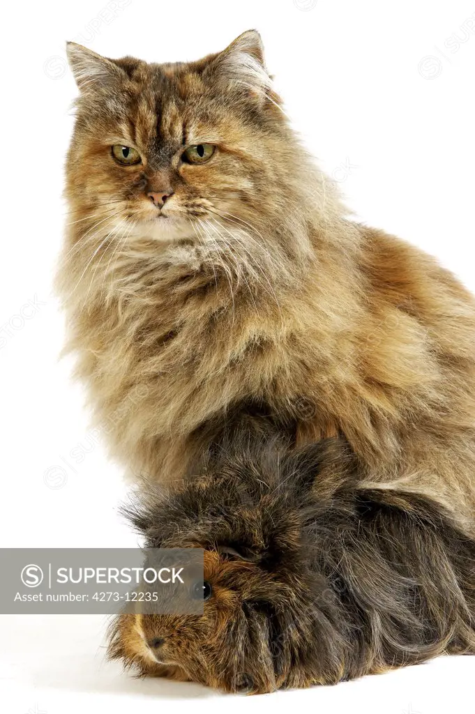 Tortoiseshell Persian Domestic Cat With Long Hair Guinea Pig Against White Background