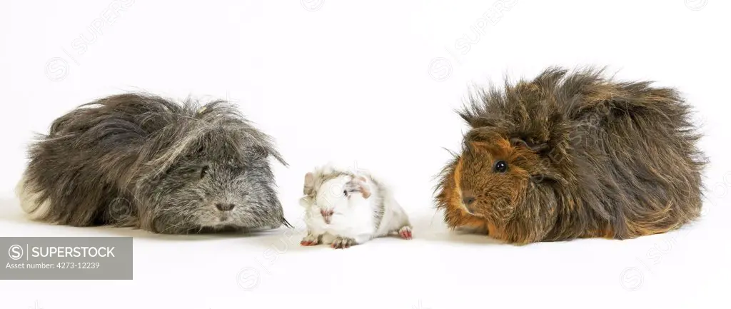 Long Hair Guinea Pig, Cavia Porcellus, Group Standing Against White Background