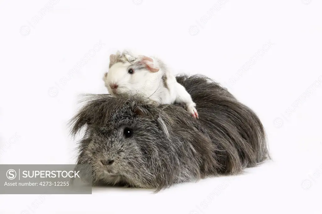 Long Hair Guinea Pig, Cavia Porcellus, Adults Standing Against White Background