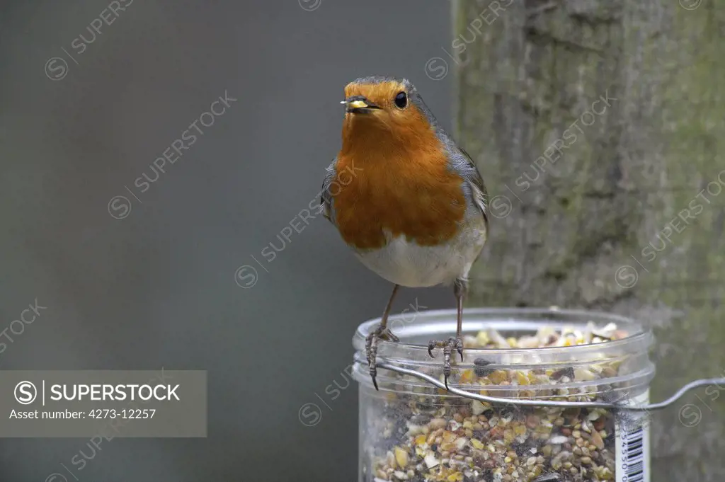 European Robin, Erithacus Rubecula, Adult Standing In Trough With Food, Normandy