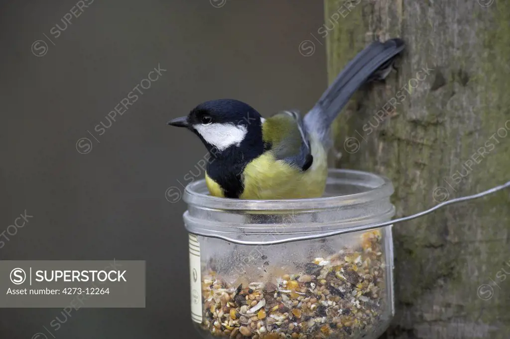 Great Tit, Parus Major, Male Standing In Trough With Food, Normandy