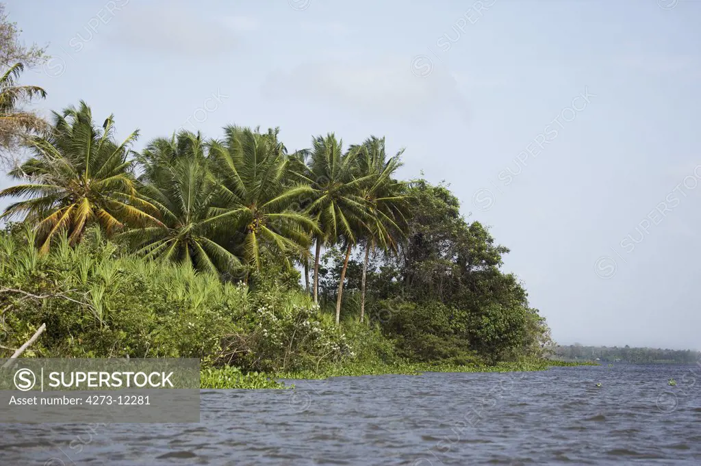 Forest And River At Orinoco Delta In Venezuela
