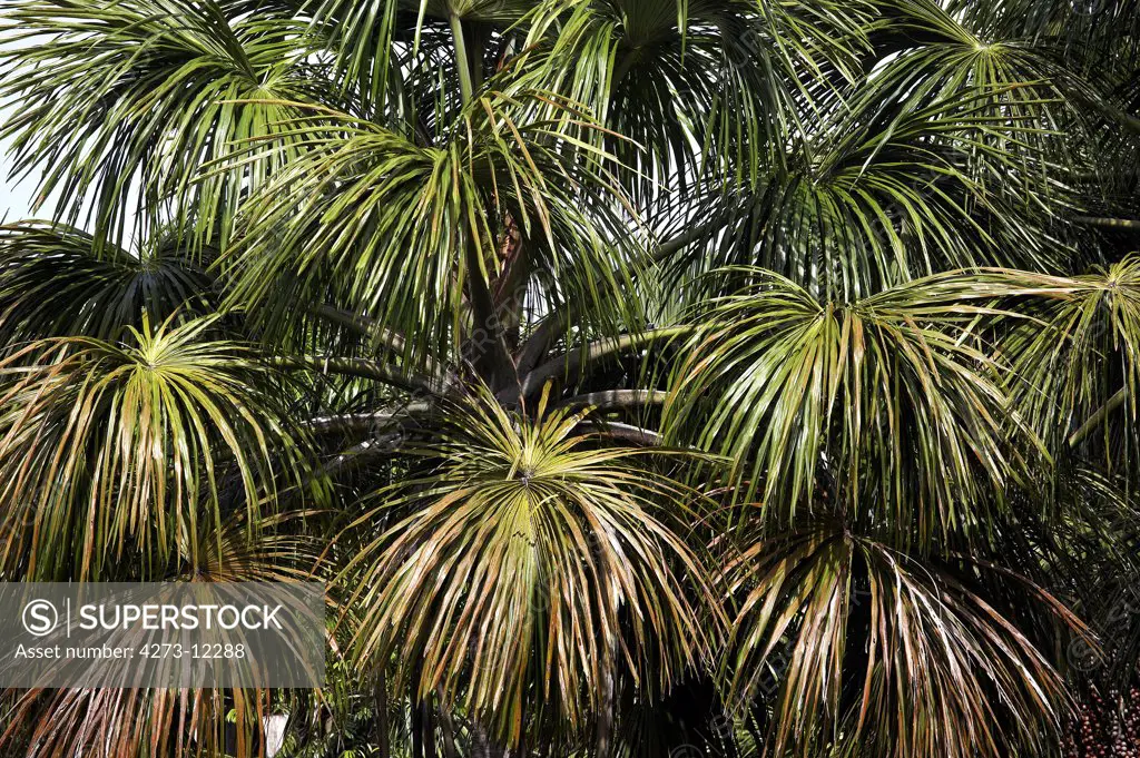 Palm Tree At Orinoco Delta In Venezuela