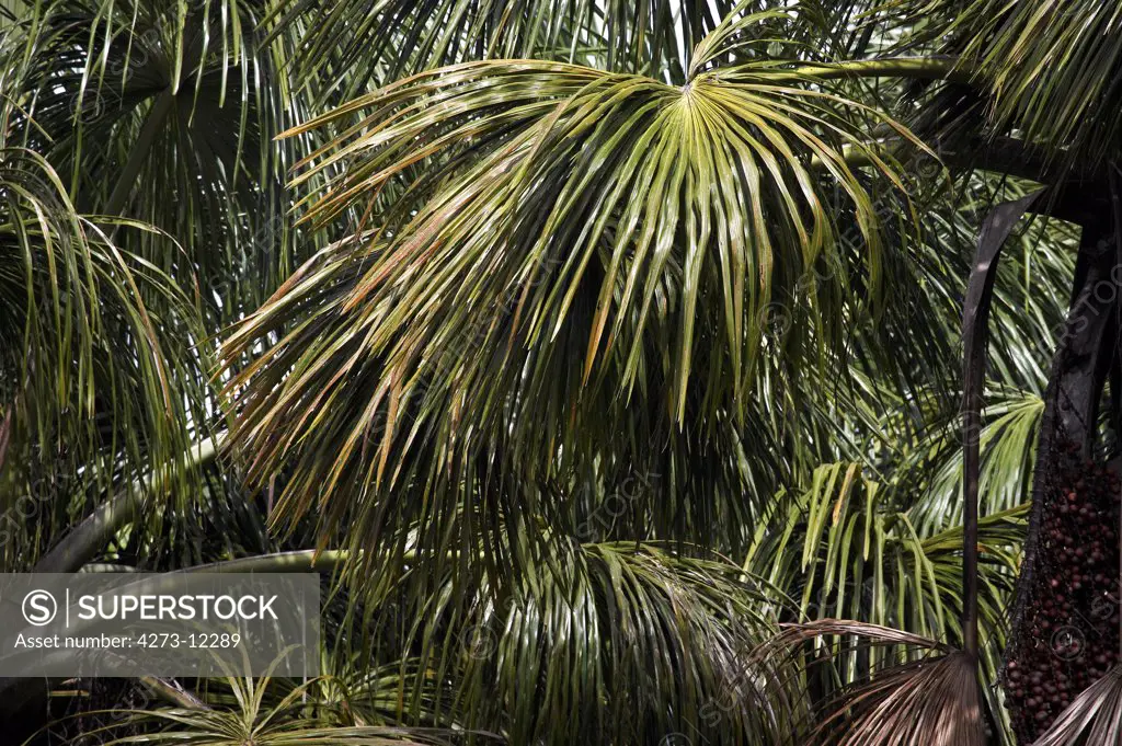 Palm Tree, Orinoco Delta In Venezuela