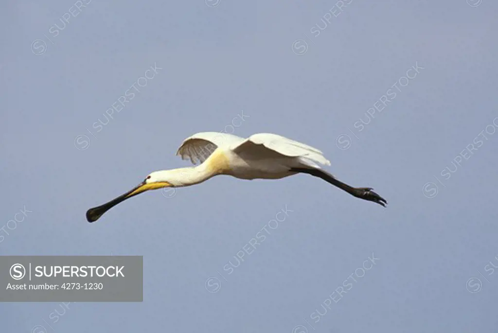 White Spoonbill Platalea Leucorodia Flying Against Blue Sky